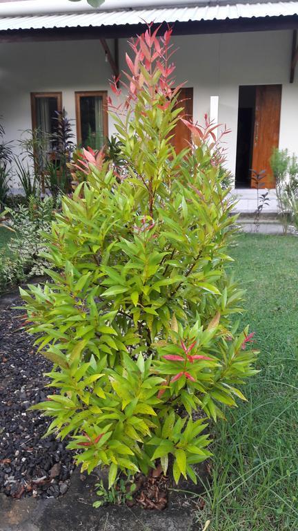 Herry Homestay Kuta  Buitenkant foto